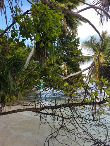 happy girl in a coconut tree in Maldives