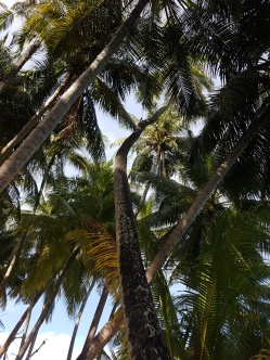 palmtrees Maldives Fihalhohi Island Resort